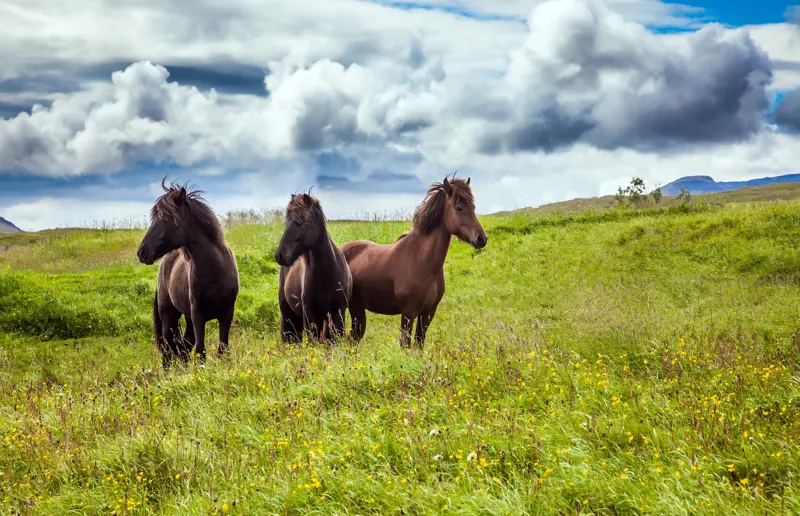 Istock 1272962021